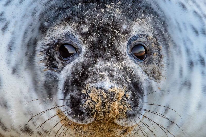 Photographing Grey Seal pups – Norfolk