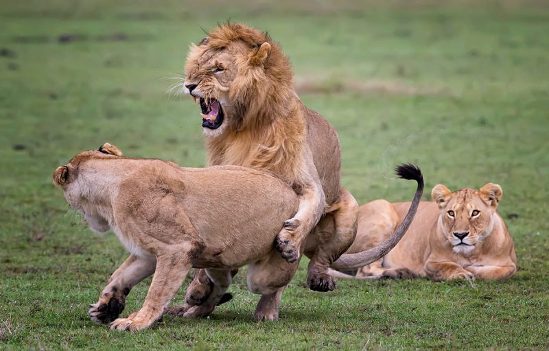 Luxury Kenya Photo Safari -Masai Mara and Lake Nakuru National Park