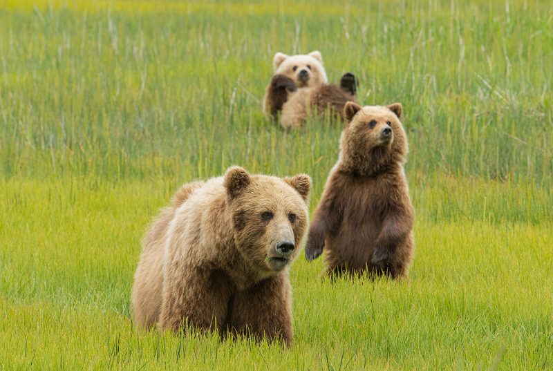 Alaskan Brown Bears of Lake Clark