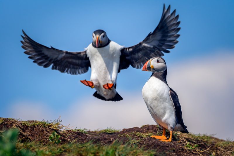 Puffins!  Farne Island Photo Tour