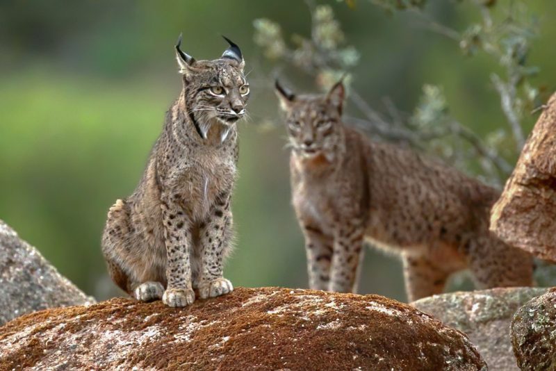 PHOTOGRAPHING THE ELUSIVE IBERIAN LYNX