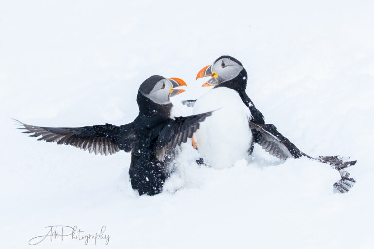 Arctic Norway Wildlife Photo Tour