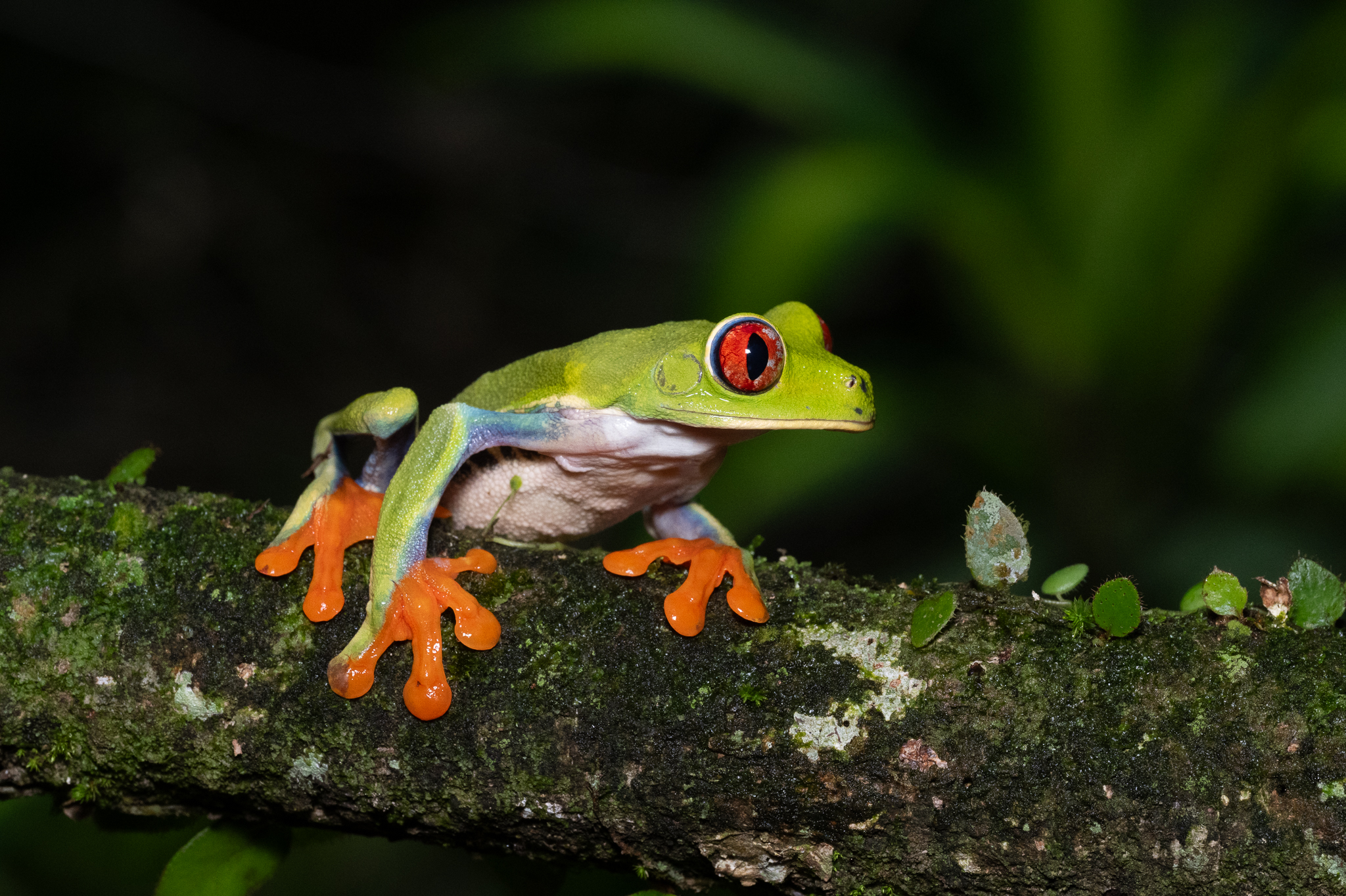 Costa Rica photo tour and workshop