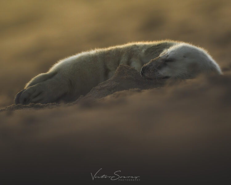 SEALS AND SCENERY OF NORFOLK