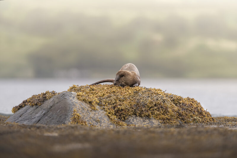 Photography On The Isle Of Mull