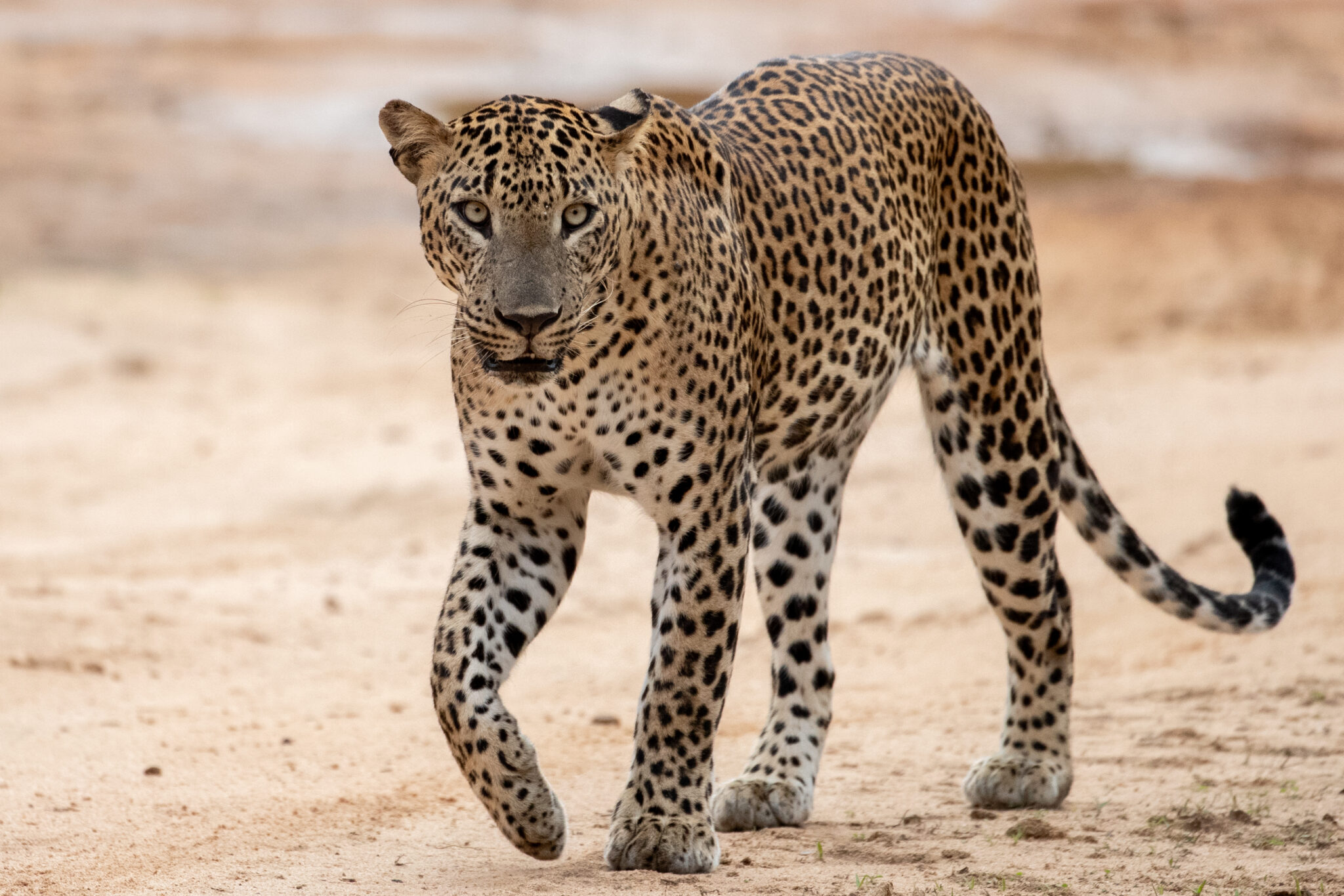 The mighty Sri Lankan Leopard – (Panthera pardus kotiya). Ade Photo Tours