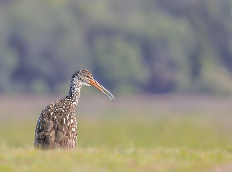 Florida Birding and Wildlife Photography at Merritt Island and Orlando Wetlands