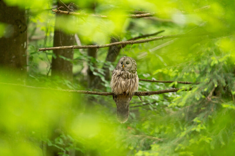 Wild Slovenia: 7-Day Wildlife & Landscape Photo Tour