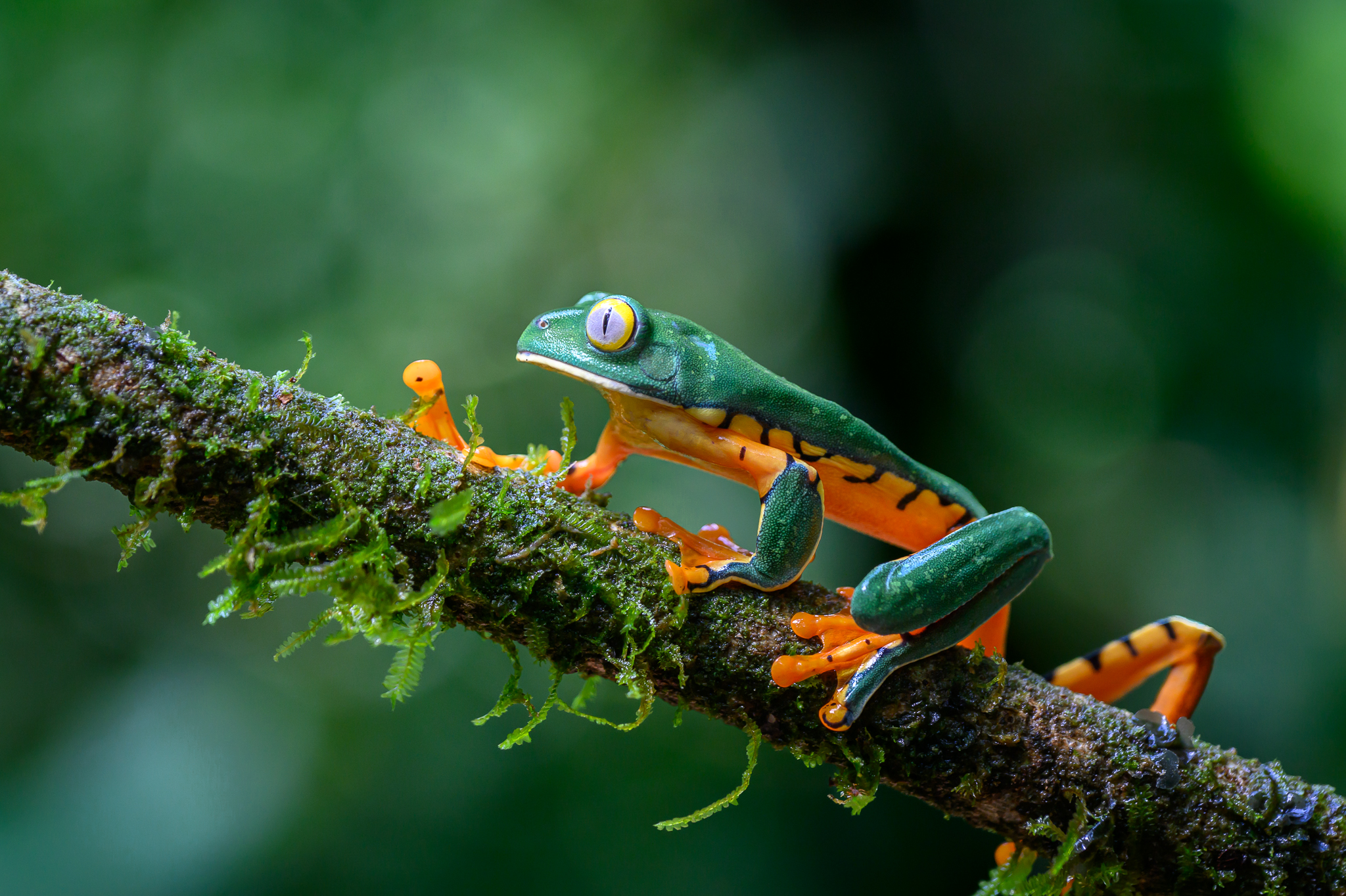 Splendid Leaf Frog