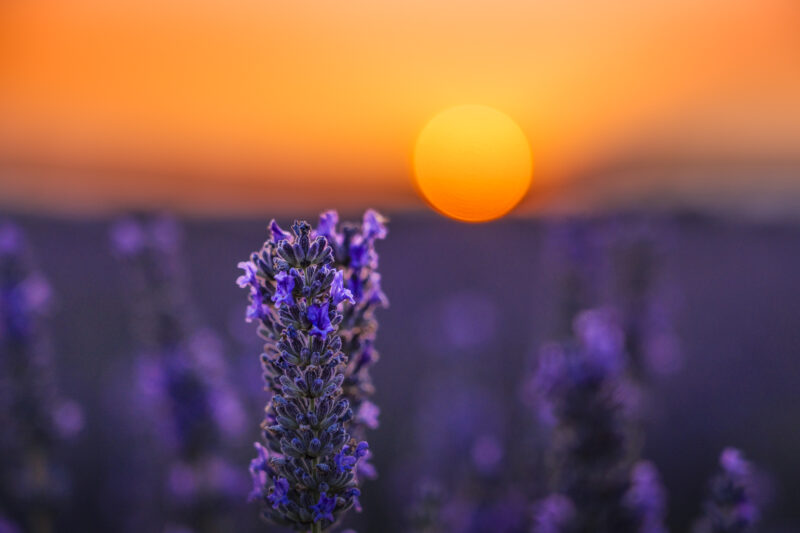 Provence Lavender and the White Horses of Camargue