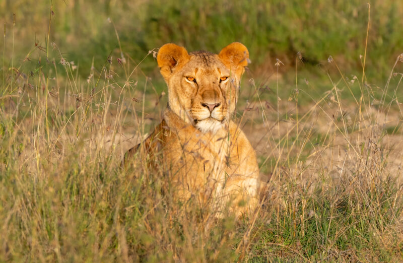 KENYA WILDLIFE -THE GREAT MIGRATION