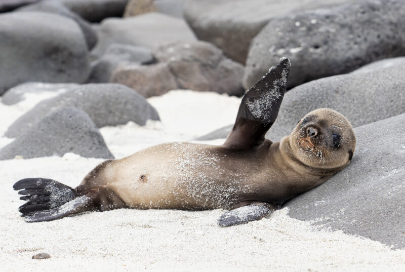 TREASURES OF ECUADOR AND THE GALAPAGOS