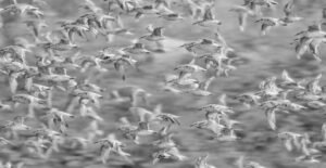RSPB Snettisham Spectacular Knot Oystercatcher Dunlin 2