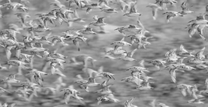 Snettisham Spectacular – Whirling Waders in Norfolk