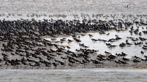 RSPB Snettisham Spectacular Knot Oystercatcher Dunlin 6