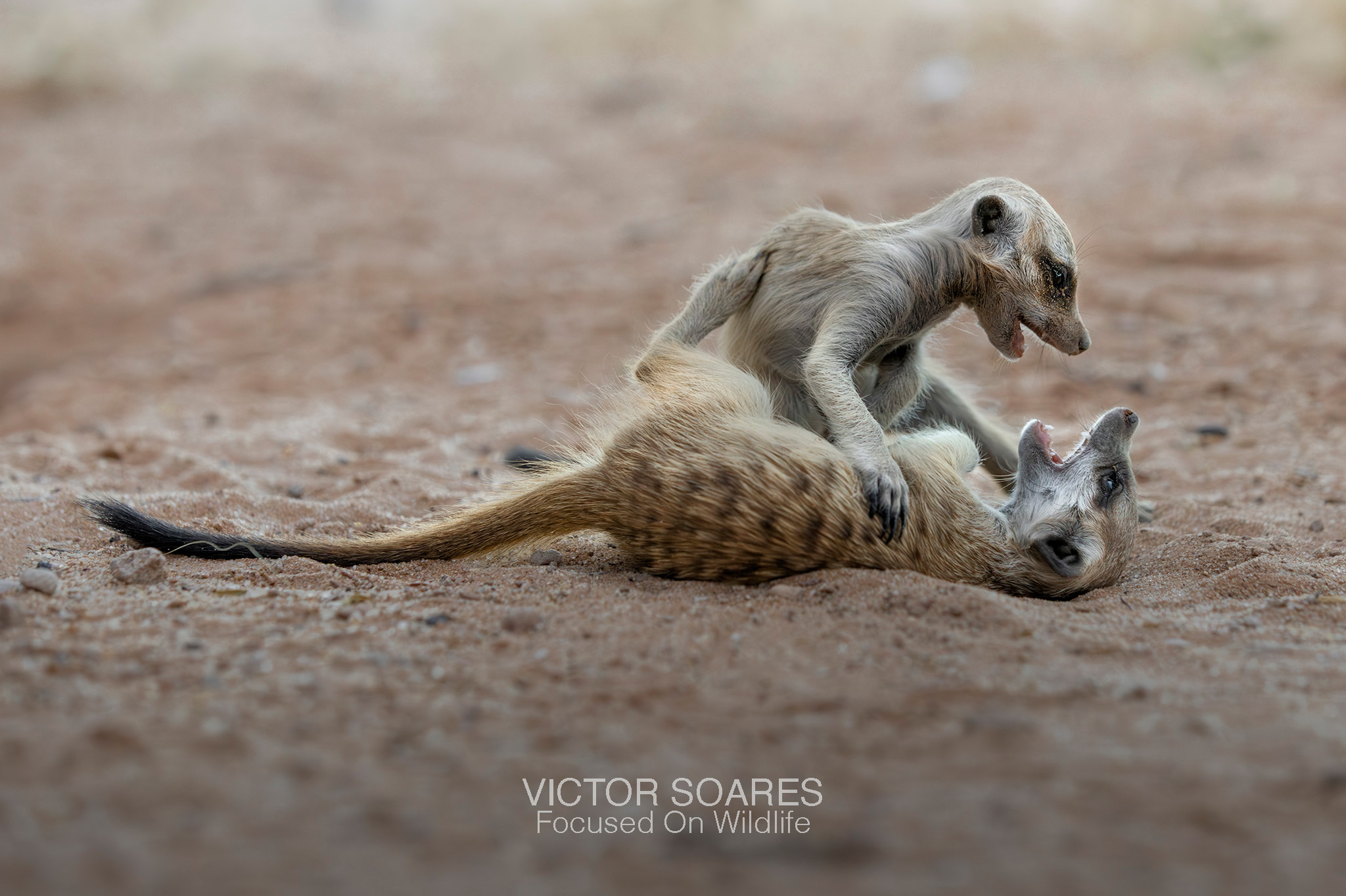 Meerkats - Photographing Africa with Victor Soares