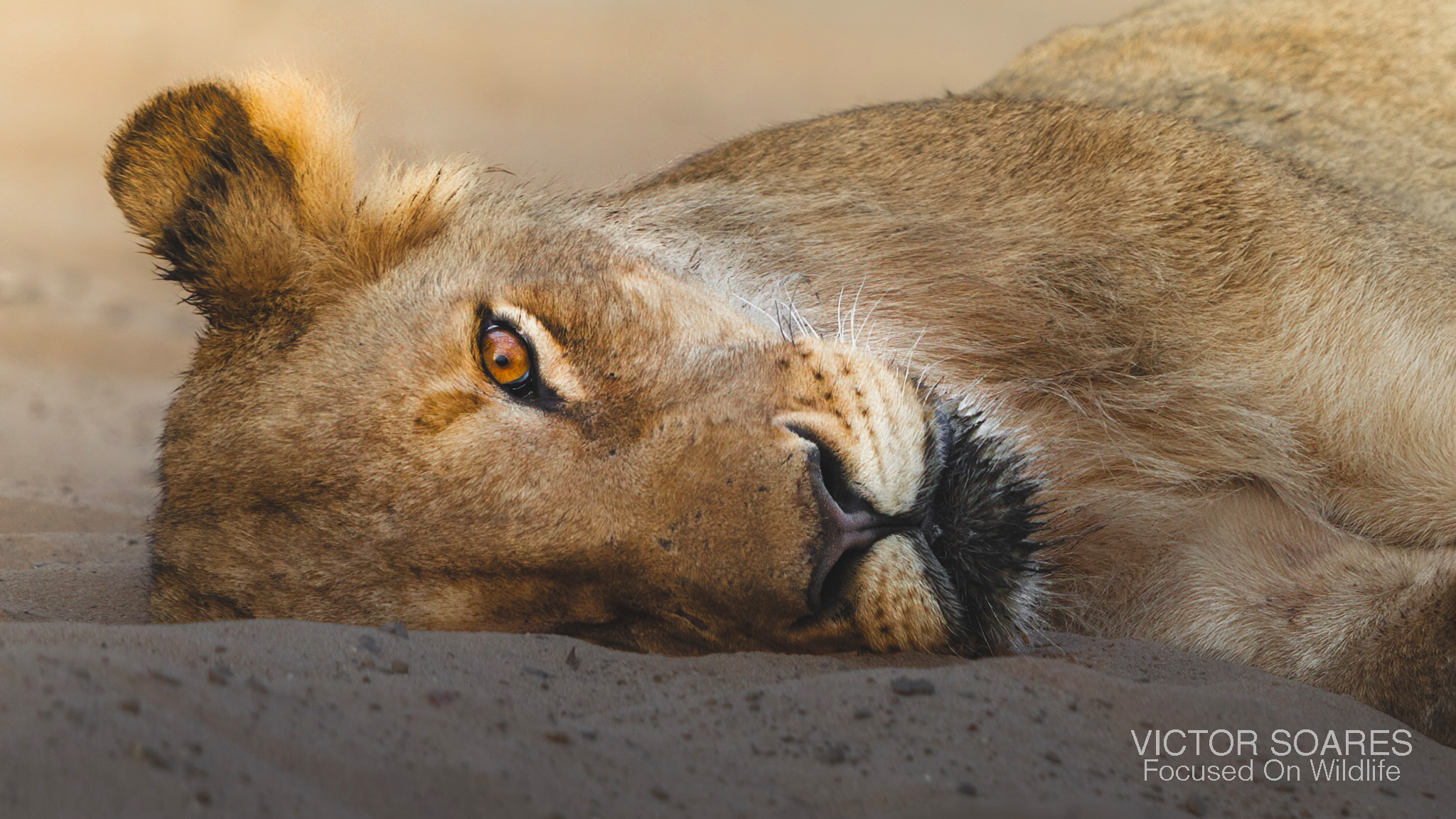 Lion Portrait - Photographing Africa with Victor Soares