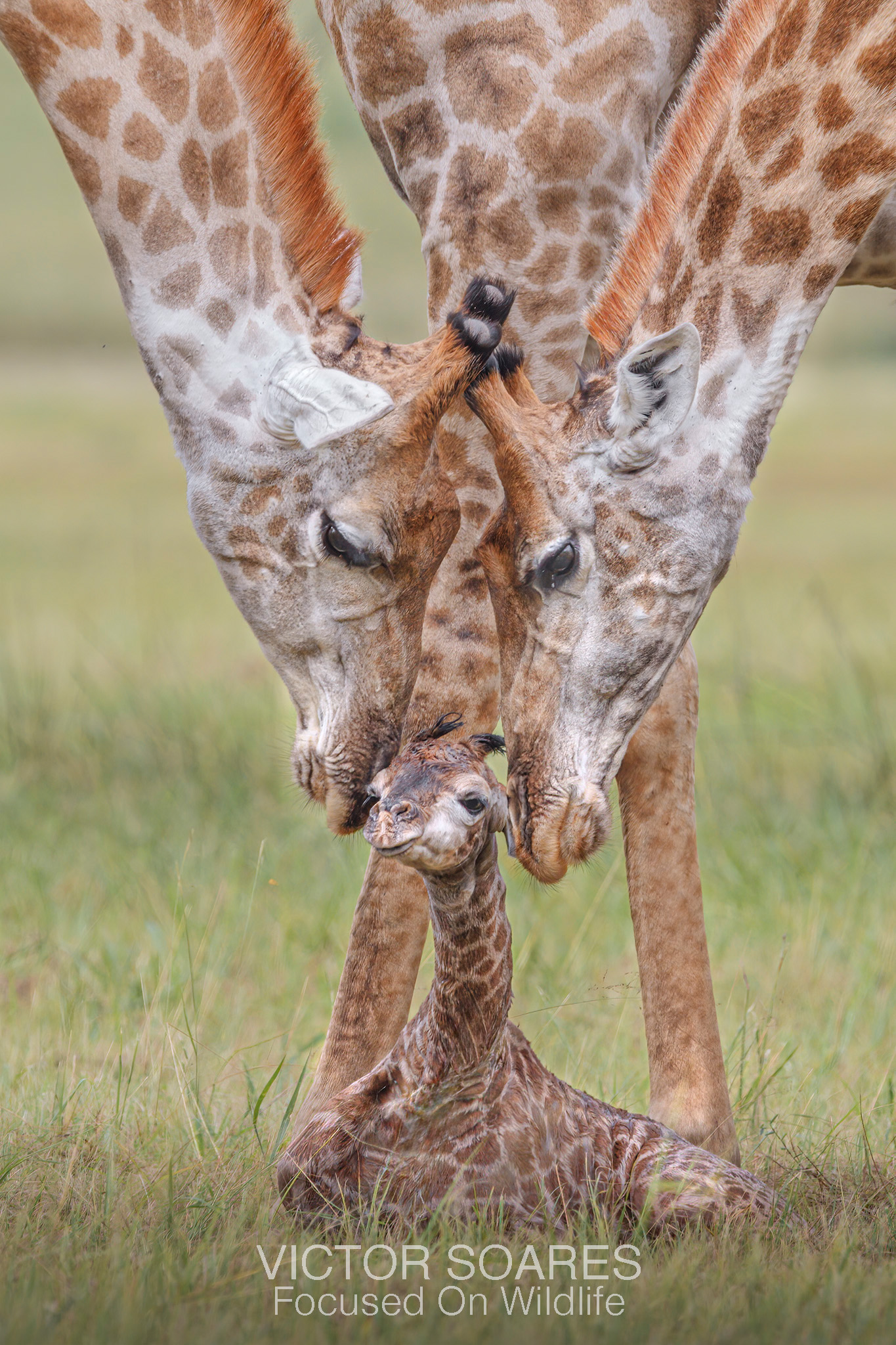 Giraffes in Africa - Photographing Africa with Victor Soares