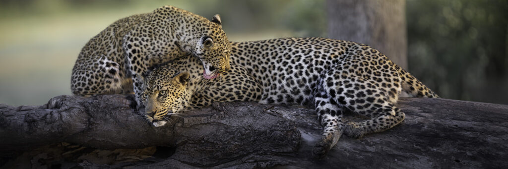 African photo tour with Focused on Wildlife