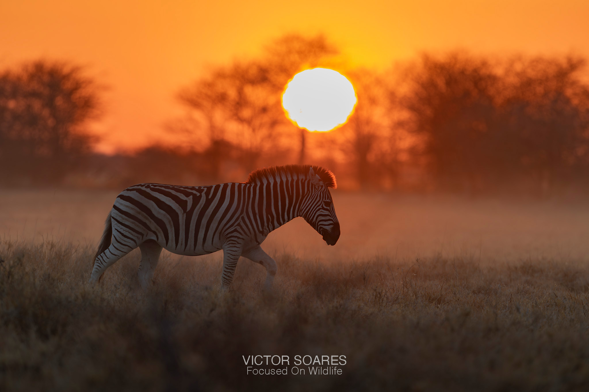 Zebra at Sunset, photographing Africa with Victor Soares