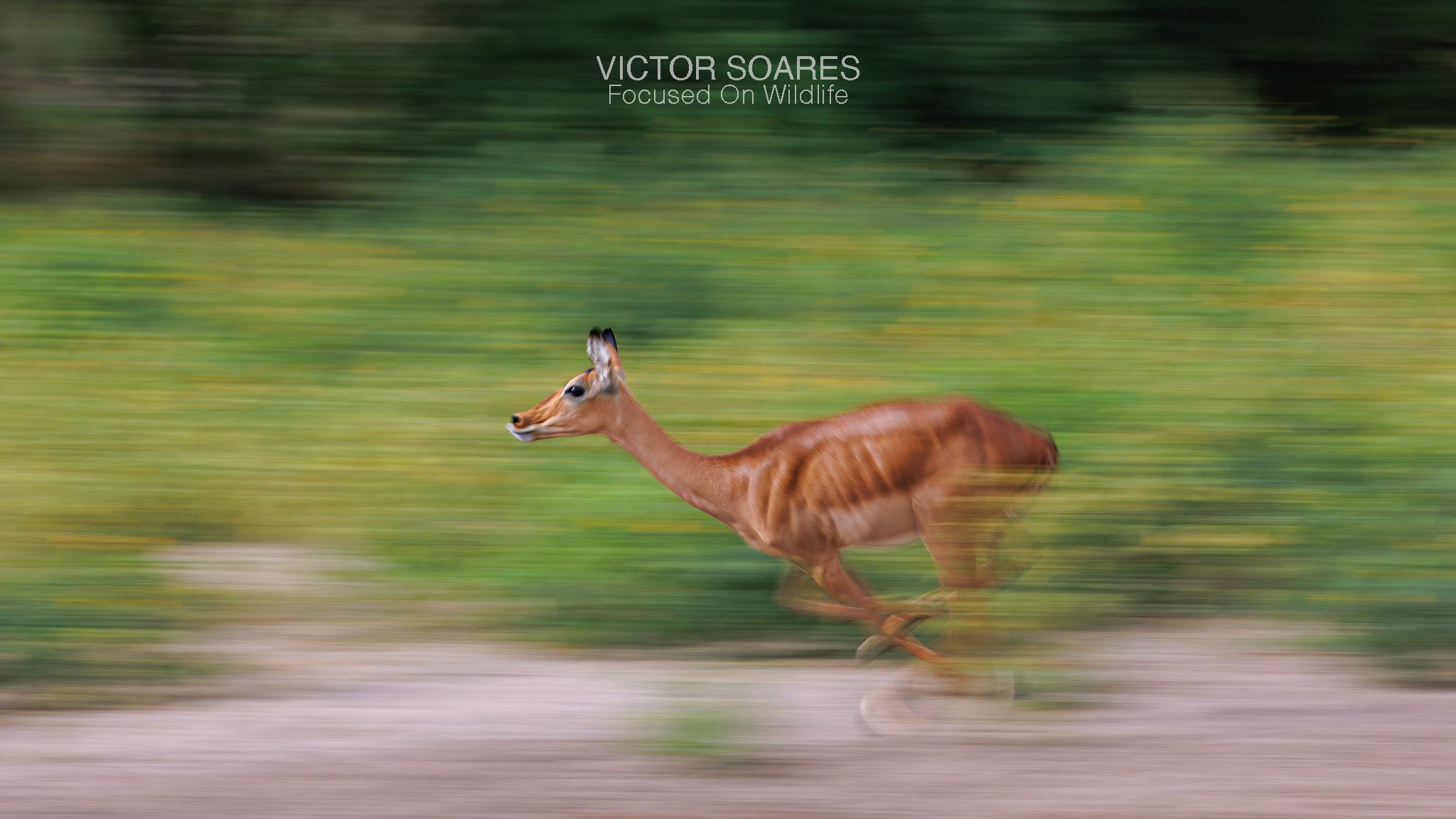African Savannah - Photographing Africa with Victor Soares