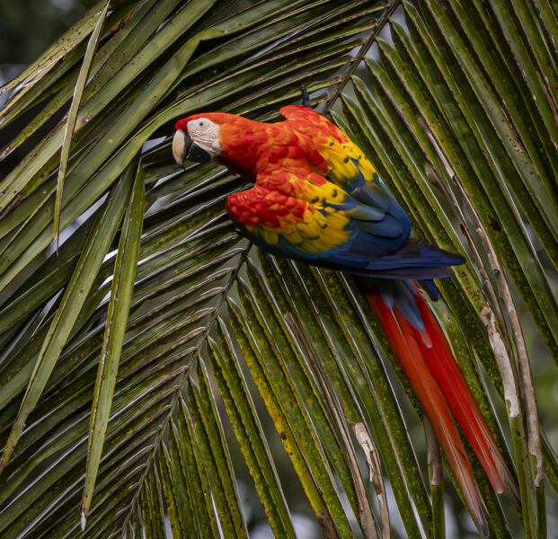 Costa Rica’s Osa Peninsula