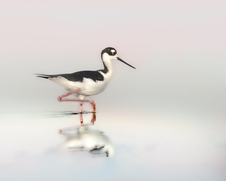 Florida Birding and Wildlife Photography at Merritt Island and Orlando Wetlands