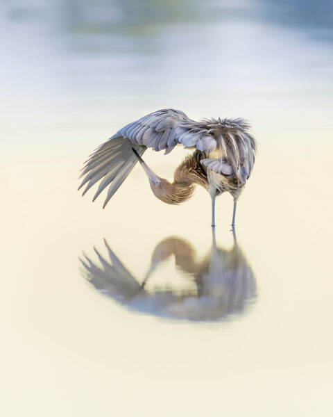 Florida Birding and Wildlife Photography at Merritt Island and Orlando Wetlands