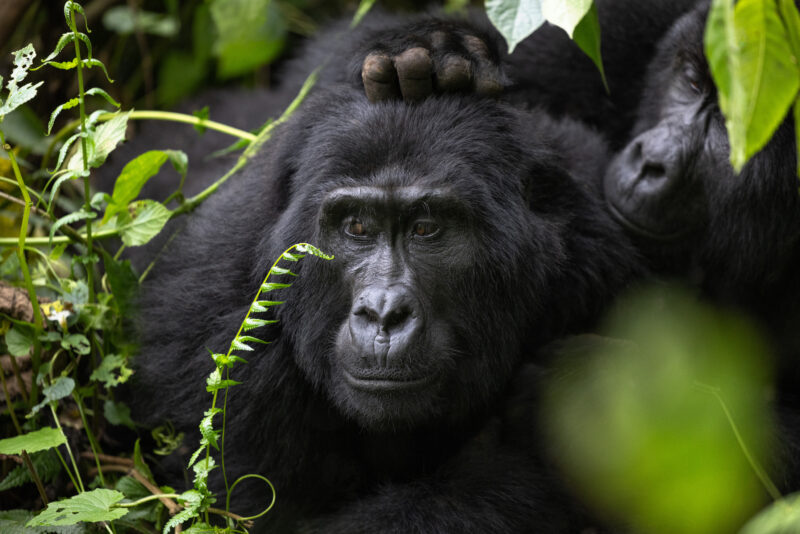 Rwanda & Uganda PLUS Silverback Gorilla Photography Workshop