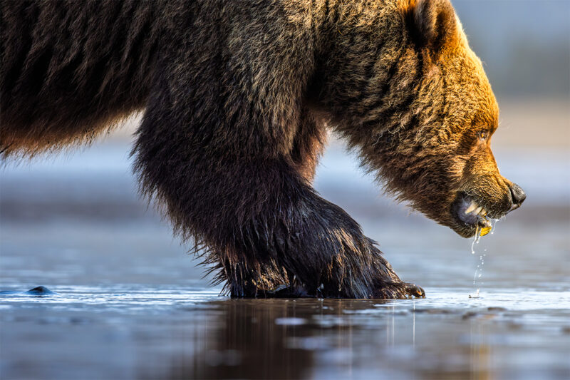 Alaskan Brown Bear Photography Experience: Lake Clark National Park