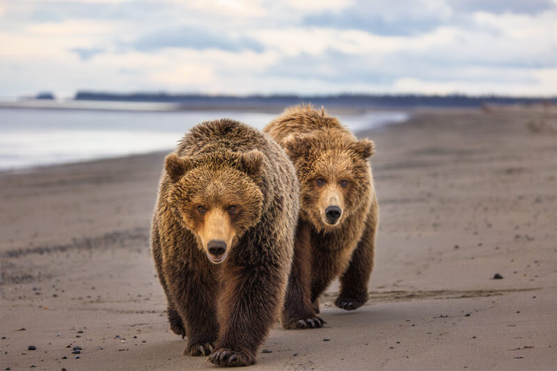 Capture Alaska’s Coastal Brown Bears