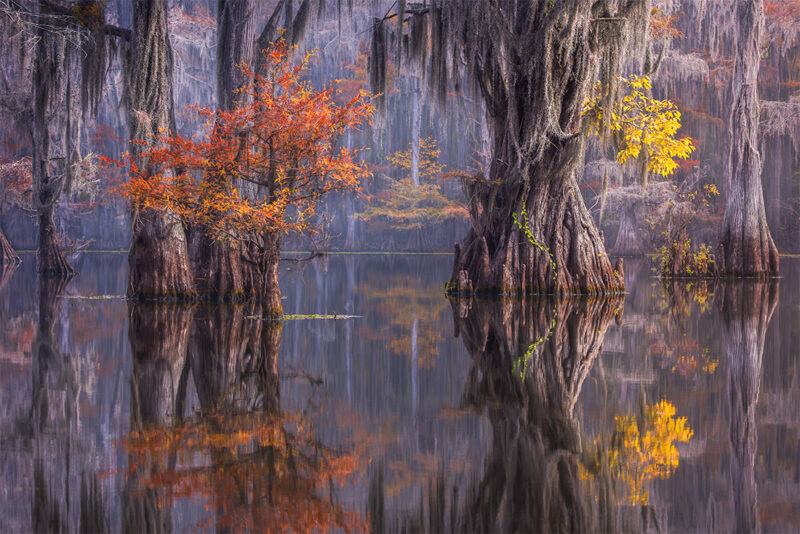 Caddo Lake Photography Autumn Workshop