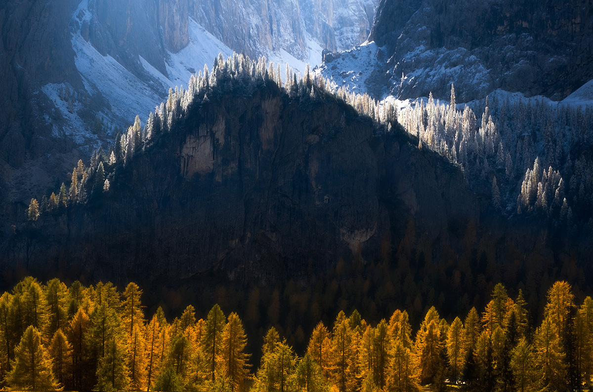backlit golden larches dolomite cliff autumn