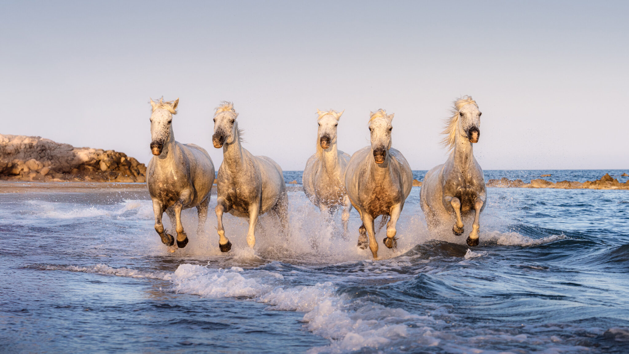 Camargue Wild Horses Camargue Wild Horses