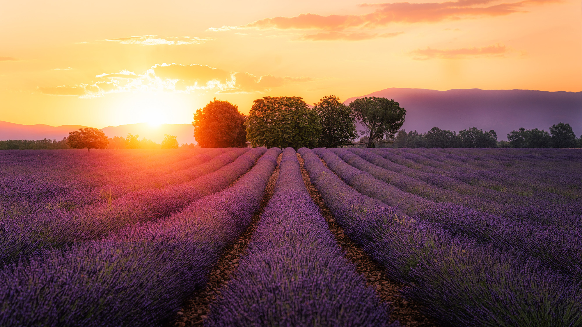 Valensole Lavender Valensole Lavender