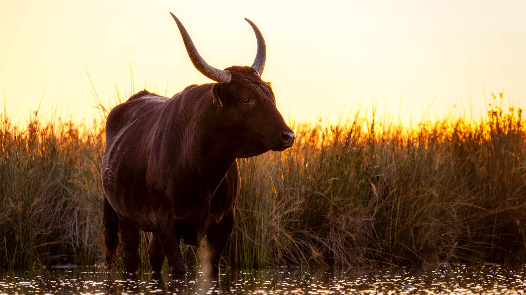 Camargue Black Bulls Camargue Black Bulls