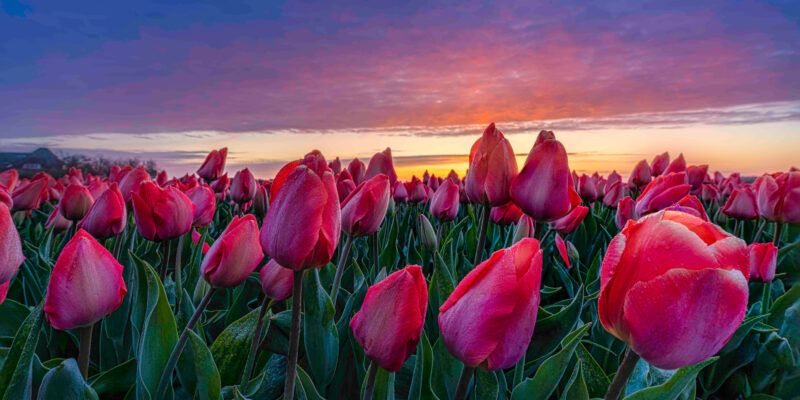 Dutch Windmills & Tulips Photography Workshop