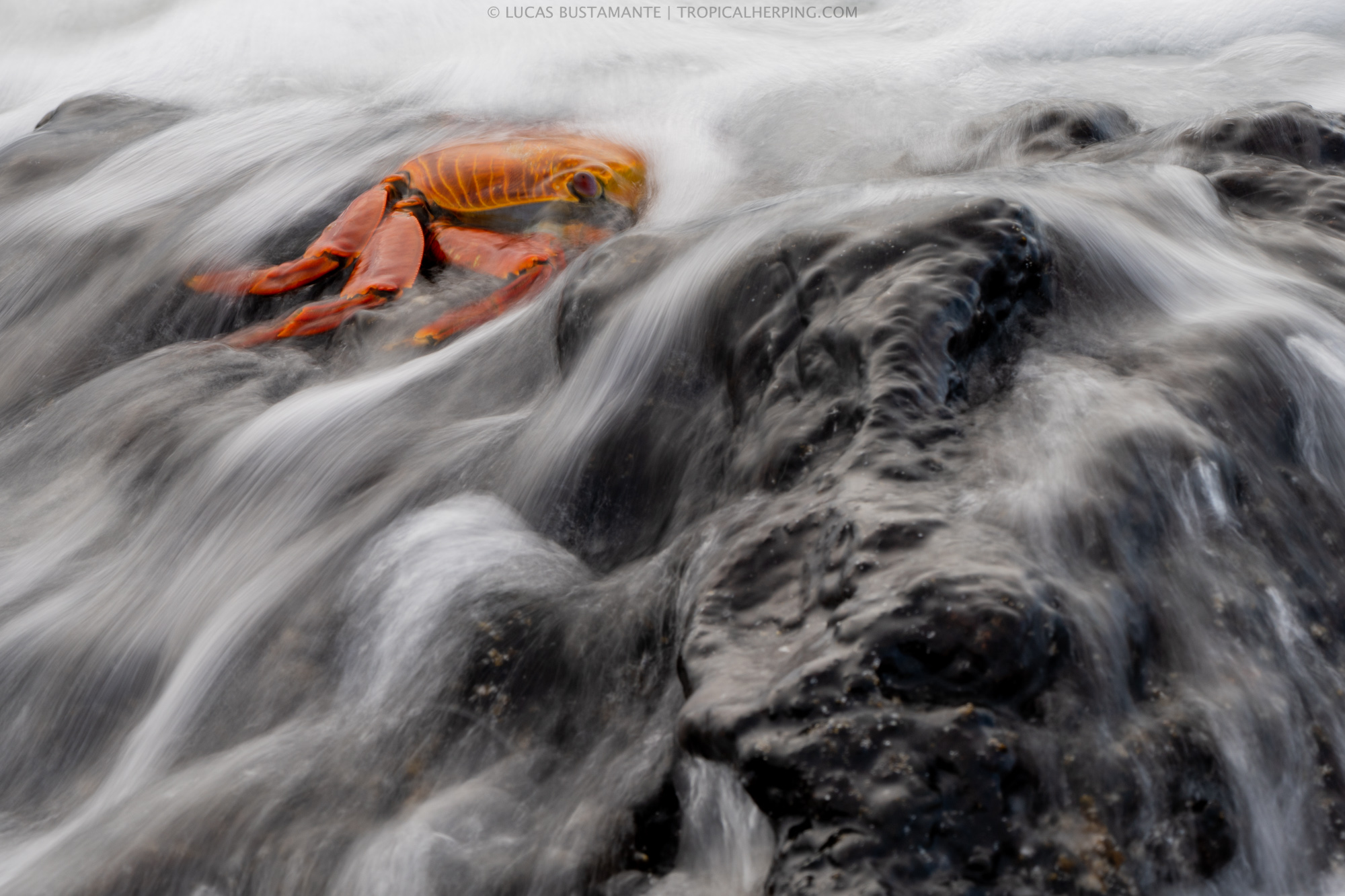 GalapagosPhotoSafari_LucasBustamante GalapagosPhotoSafari_LucasBustamante