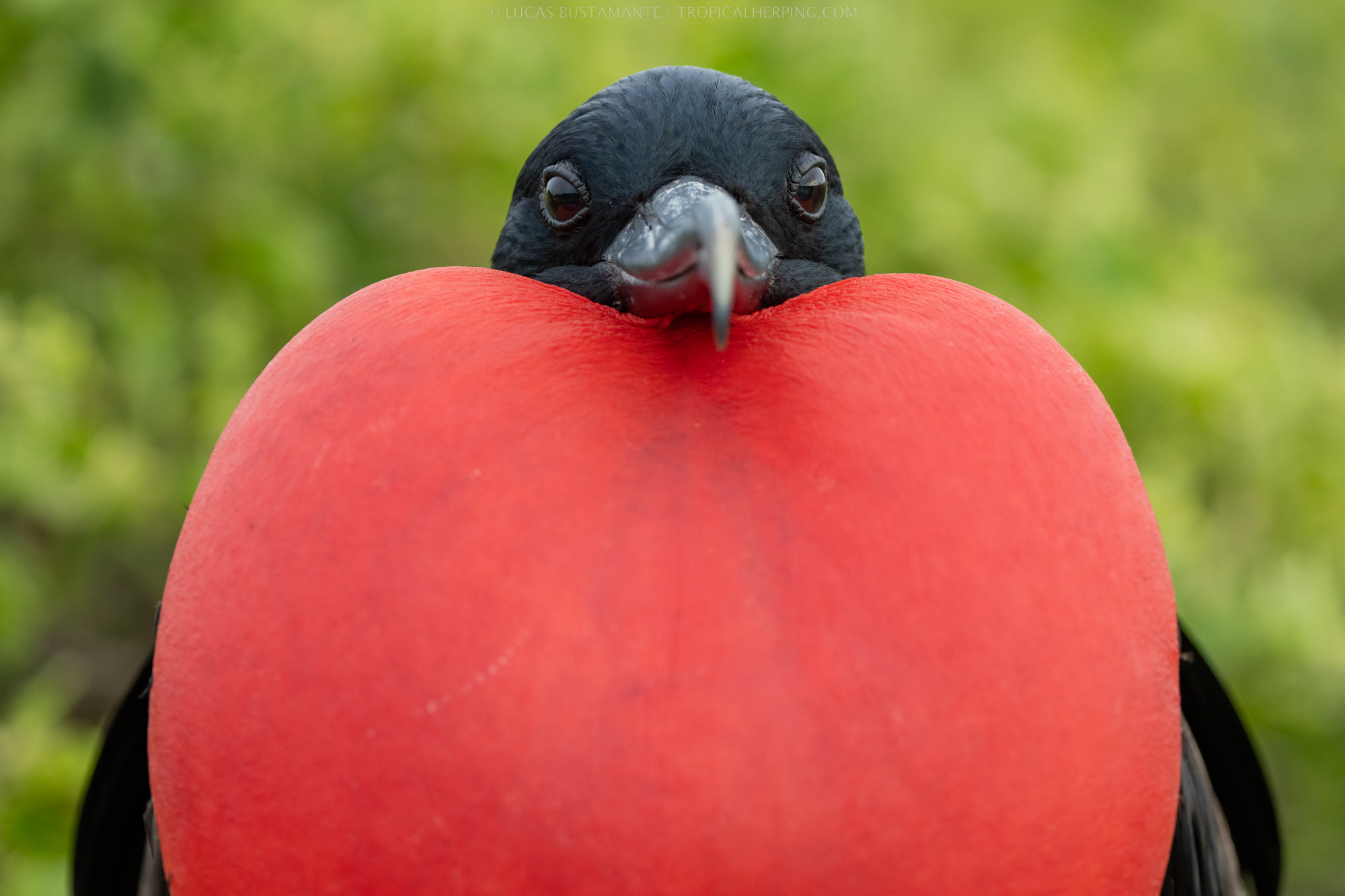 GalapagosPhotoSafari_LucasBustamante GalapagosPhotoSafari_LucasBustamante