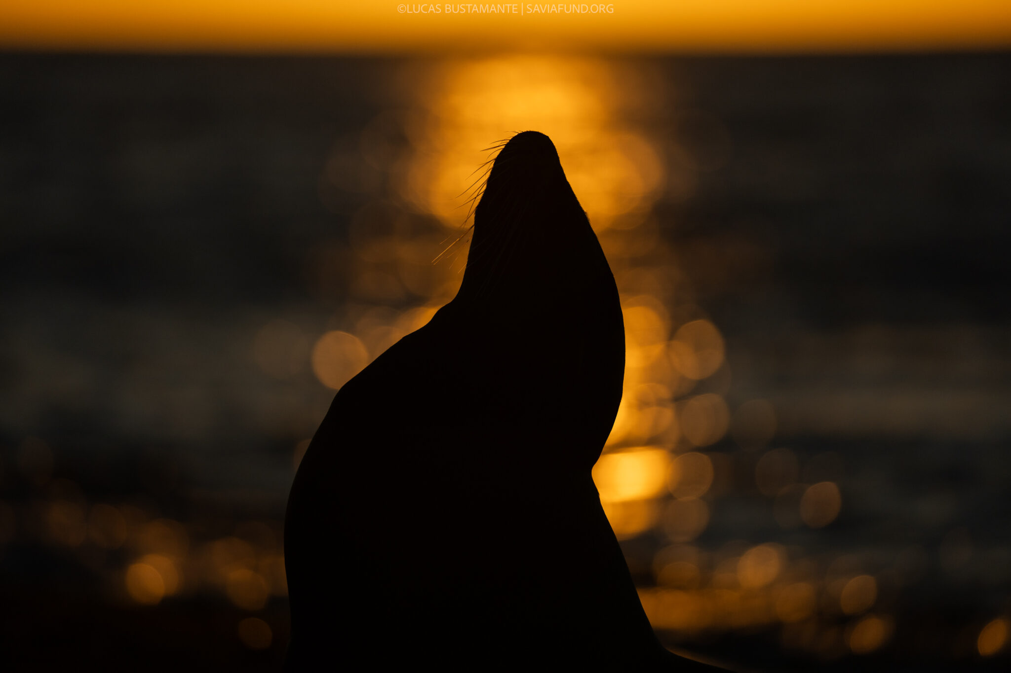 GalapagosPhotoSafari_LucasBustamante GalapagosPhotoSafari_LucasBustamante