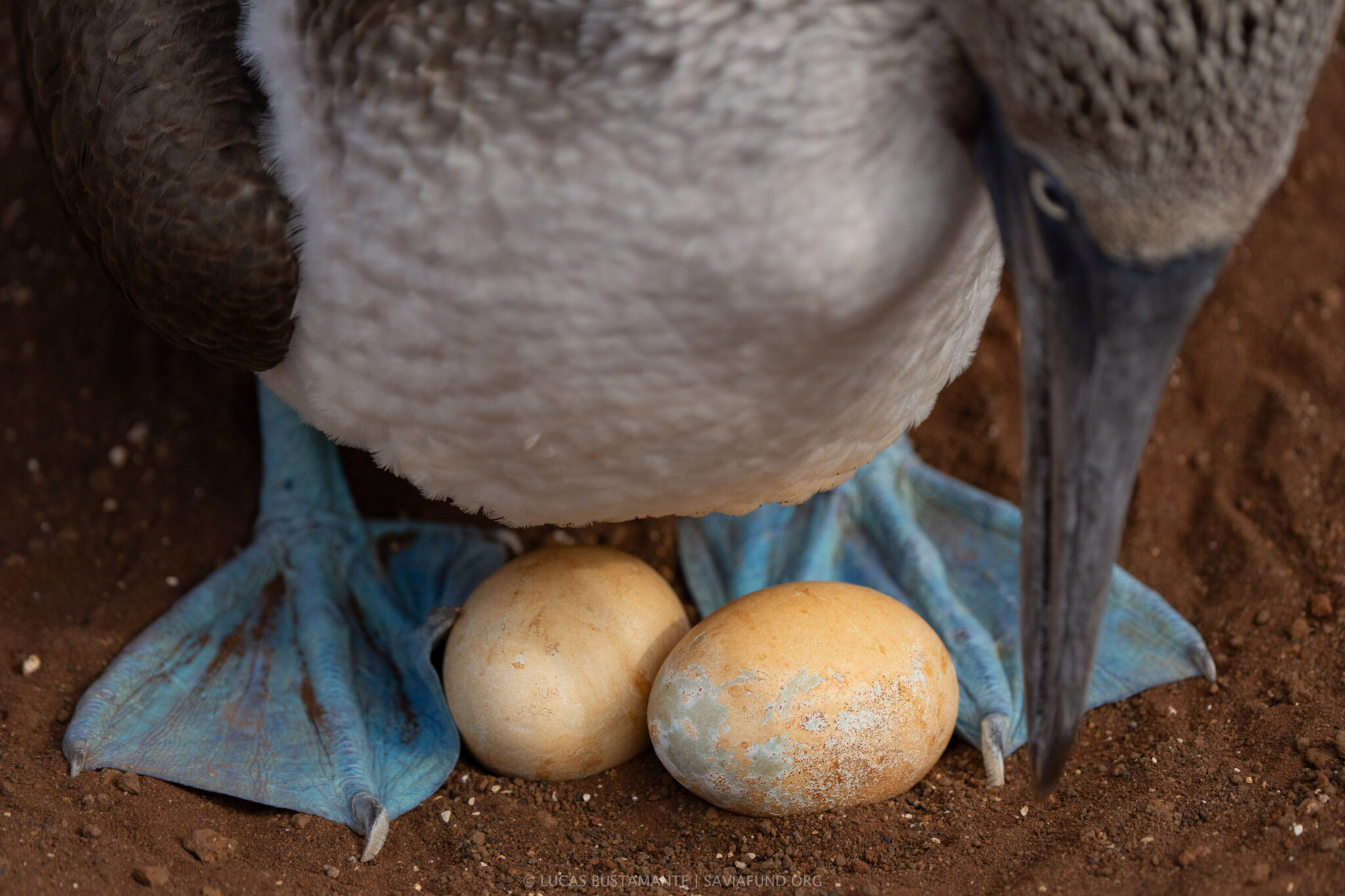 Galapagos Photography Safari ©Lucas Bustamante 23 scaled