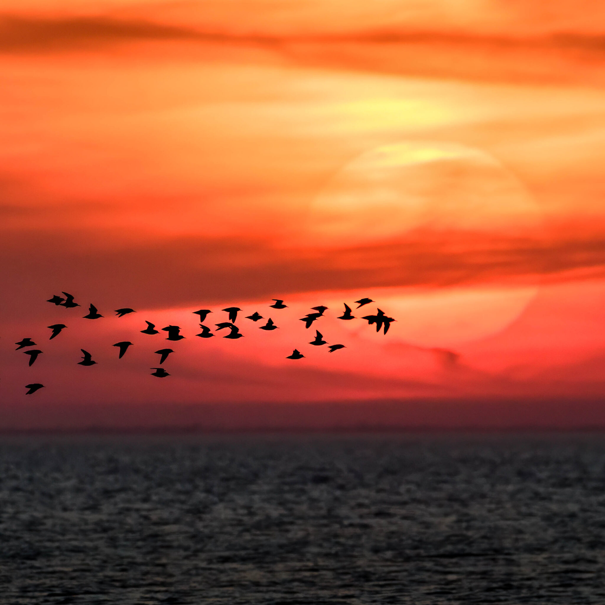 Snettisham RSPB Norfolk photo tour Knots at sunset square crop UK Photo Tours scaled