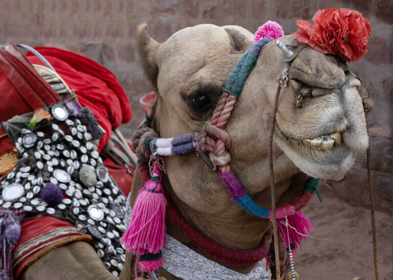 Decorated Camel