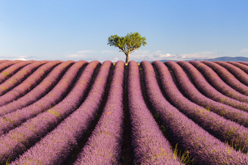 Provence Photography Tour | 28 June – 4 July 2026