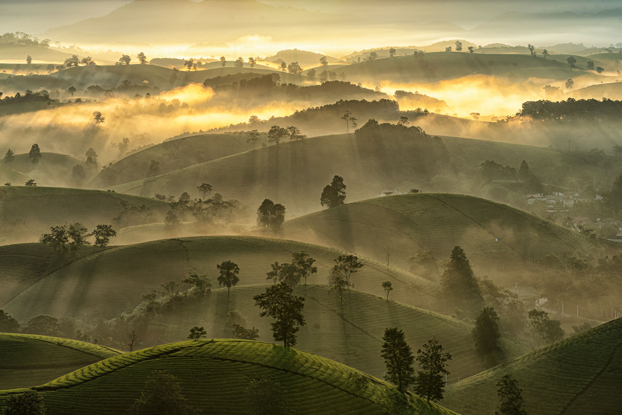 Long coc tea hills Long coc tea hills