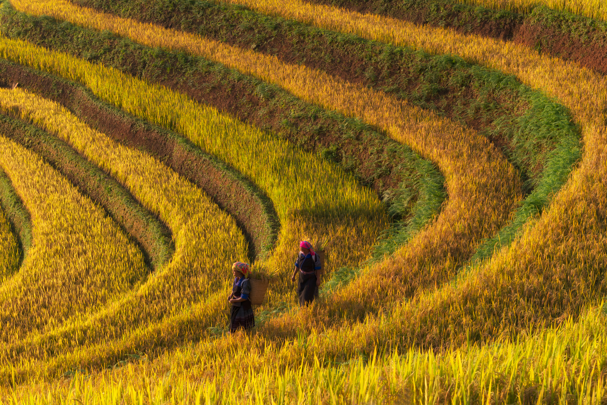 Mu Cang Chai rice terraces Mu Cang Chai rice terraces