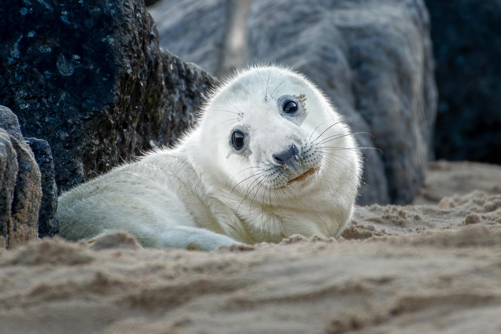 Norfolk Seal Workshop cute pup 700mm f 8 1 320 ISO 640