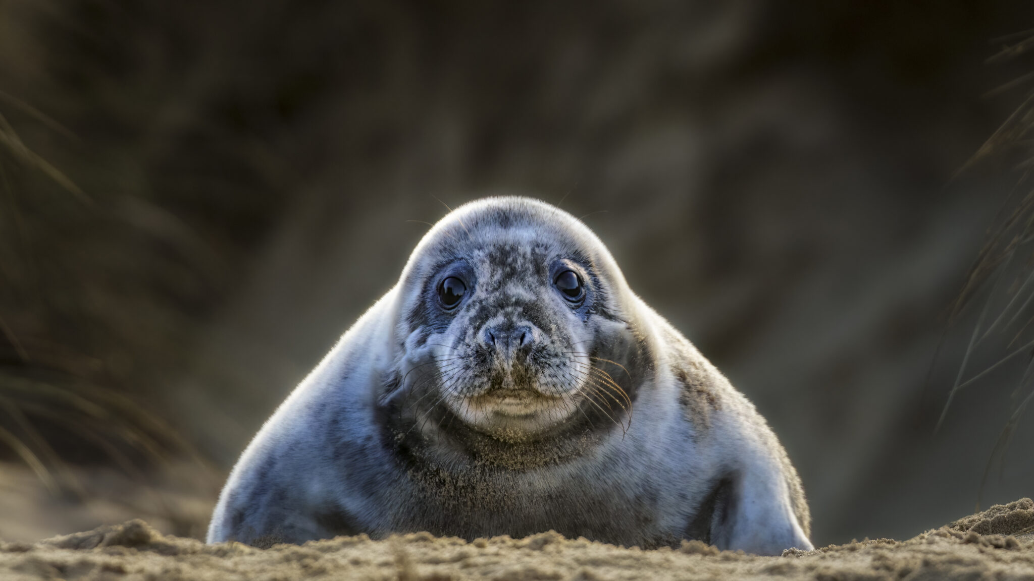 Norfolk Seals UK Photo Tours Atlantic Grey Seal Pup Horsey Beach scaled