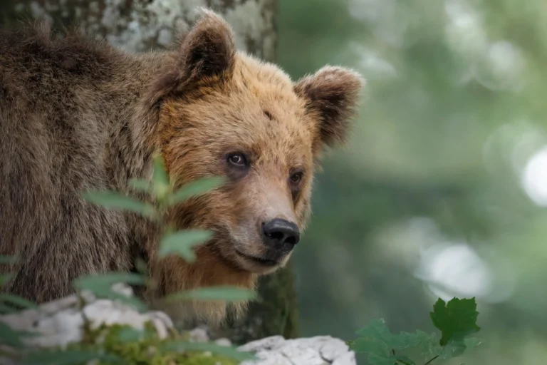 SLO_Bears_head_00
