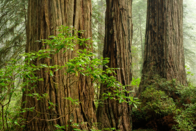 3-Redwoods-1